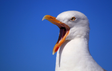 seagull